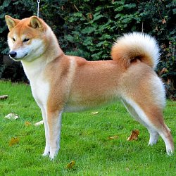 Onjõ No Toyokomachi Go Narmenak