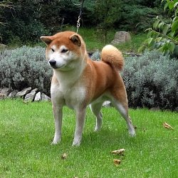 Shundo Go Shun'You Kensha Imp: Spanje